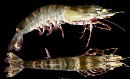 PhD student Tianyi Feng (Michael) is using advanced microscopy to create three-dimensional computer models of Australian giant black tiger prawn (Penaeus monodon) sperm.